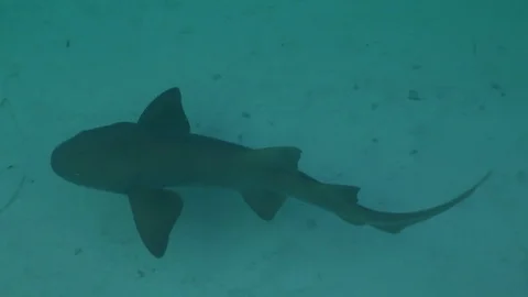 Nurse Shark Stock Footage 85277719