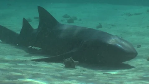 Nurse Shark Stock Footage 85278832