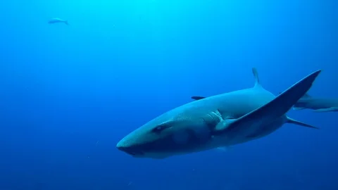 Nurse shark hitting camera with fin in coral reef at Esmeralda, San Pedro, Be Stock Footage 121416778