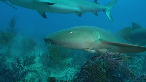 Nurse Shark Passes by Camera 스톡 동영상 126115390