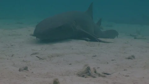 Nurse Shark Resting Stock Footage 85279798