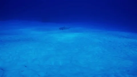 Nurse Shark on Sand Stock Footage 80646143