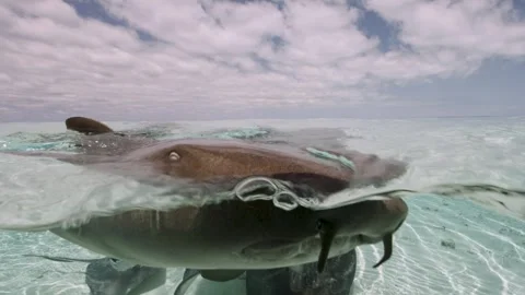 Nurse shark split shot Stock-Footage 316797079