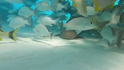 Nurse Shark Surrounded By Fish Stockbeeldmateriaal 231248841
