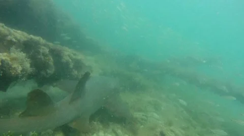 Nurse Shark on Wreck Stock Footage 7903221