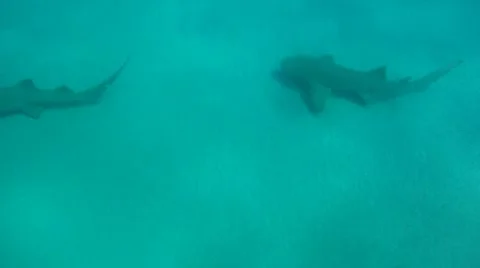 Nurse Sharks Stock Footage 7136805