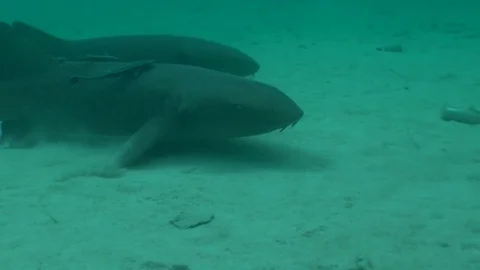 Nurse Sharks Stock-Footage 85245827