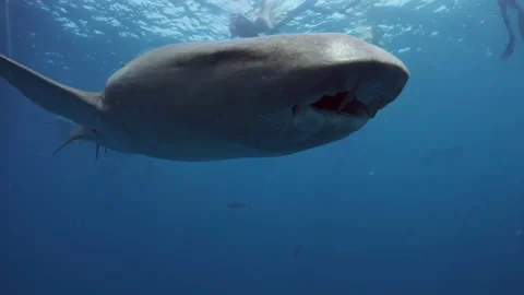 Nurse sharks. Underwater view of the Nurse shark swimming in the ocean. Stock Footage