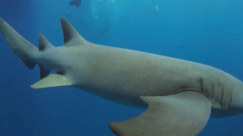 Nurse sharks. Underwater view of the Nurse shark swimming in the ocean Stock Footage