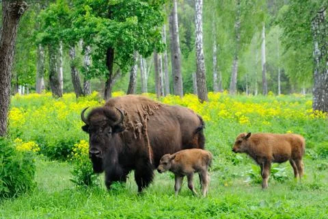 Nursery for bisons Stock Photos