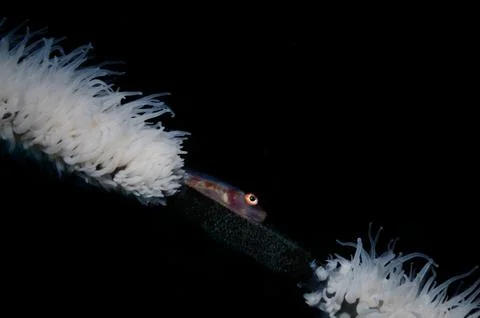 Nursery for goby fish Stock Photos