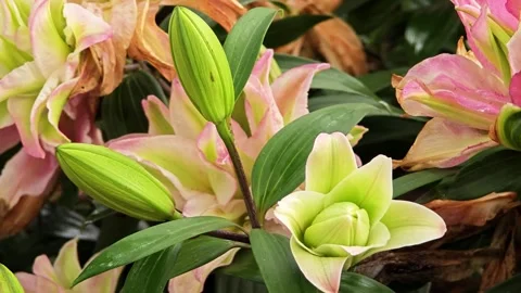 The nursery grows pink tulips. Spring flowers bloom. Video stock 310612384