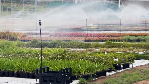 Nursery irrigation Stockbeeldmateriaal 168240999