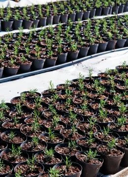 Nursery Stock Photos