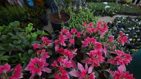 Nursery plants India Stock Footage 85655754