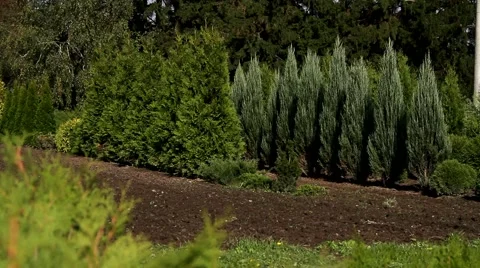 Nursery plants for timber 库存影片 46515605