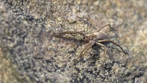 Nursery spider on a rock Stock Footage 244566868