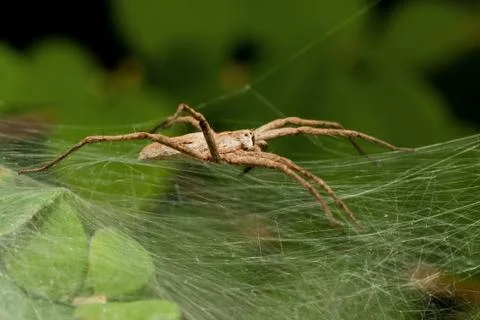 Nursery Spider from the side Foto stock