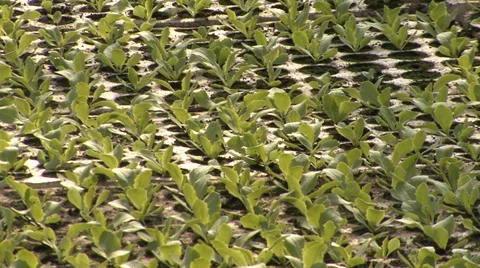 Nursery vegetable plants Stock-Footage 36977695