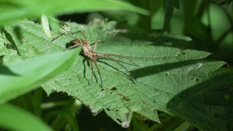 Nursery Web Spider Adjusting Legs on Green Leaf - 4K Macro Slow Motion Vidéo 335706293