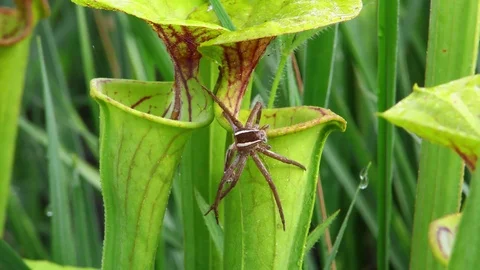 Nursery web Spider and Yellow Pitcher Plant (Sarracenia flava), SE USA Stock Footage 76970911