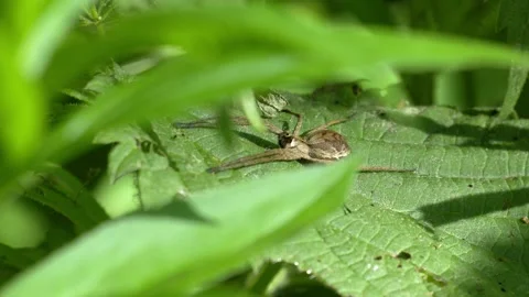 Nursery Web Spider Camouflaged Among Green Leaves - 4K Macro Vídeos de archivo 335713111