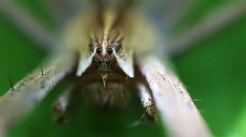 Nursery web Spider - Eyes Stock-Footage 24631416