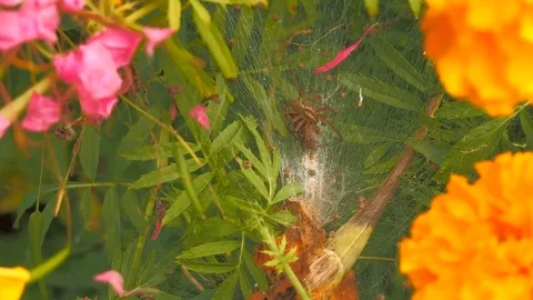 Nursery Web Spider Stock Footage 95289242