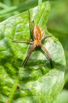 Nursery web Spider 写真素材