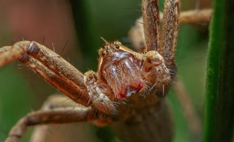 A Nursery Web Spider Stock Photos