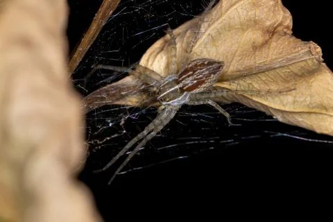 Nursery Web Spider Foto stock