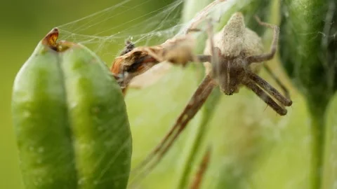 Nursery web spider Pisaura mirabilis cocoon egg protection predatory meadow Stock Footage 338304693