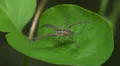 Nursery Web Spider (Pisaurina mira) 1 HD Footage