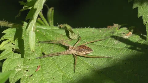 Nursery Web Spider Resting on Green Leaf - 4K Macro Slow Motion Vidéo 335703446