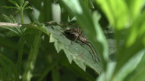Nursery Web Spider Resting on Green Leaf - 4K Macro Vídeos de archivo 335713634