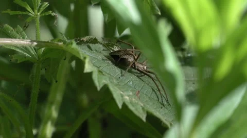 Nursery Web Spider Returning to Resting Position - 4K Macro Slow Motion Stockbeeldmateriaal 335713258