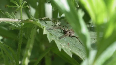 Nursery Web Spider Sudden Attack Move - 4K Macro Stockbeeldmateriaal 335713126