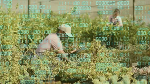 Nursery worker checking tablet, inspecting and pruning pots, binary-code overlay Stock Footage 333351251