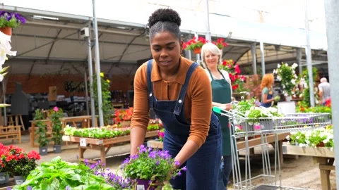 Nursery workers arranging plants and flowers in garden center Stock Footage 311304561