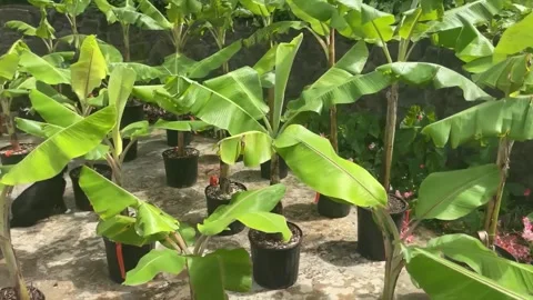 Nursery of young banana trees Stock Footage 274496904