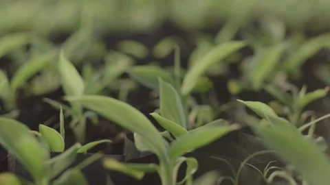 Nursery for Young Tea Plants Stock Footage 288847686