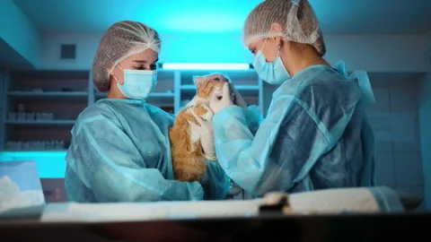 The nurses are checking up on the orange cat's condition after the operation Stock Footage 233913973