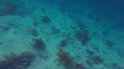 NurseShark Stock Footage 104920829