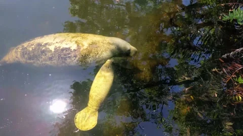 Nursing Baby Manatee Stock Footage 151091665