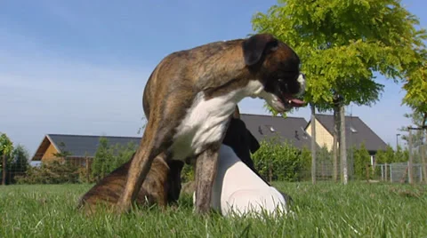 Nursing boxer pups in yard - low angle Stock Footage 34792160