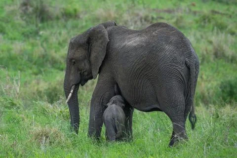 Nursing elephant Stock Photos