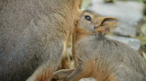 Nursing a Hare Cub Stock Footage