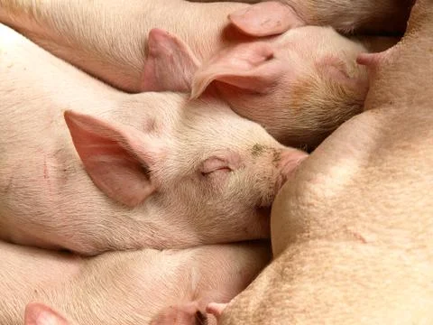 Nursing Piglets Fotos de archivo