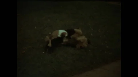 Nursing Pups 1965 Stock Footage 151336719