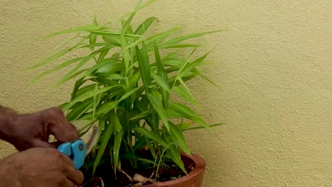 A Nurturing activity of a Ginger plant in a pot in Kitchen garden. Stock Footage 155141873